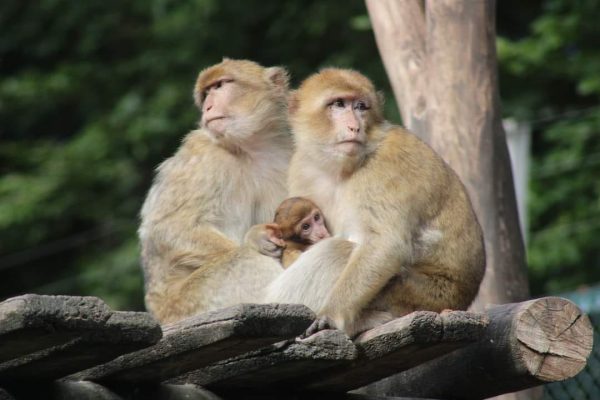 LA SOLOGNE, LES CHATEAUX ET LE ZOO DE BEAUVAL – Image 6